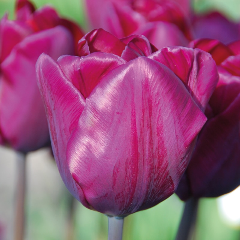 Tulipe Triomphe Purple Lady