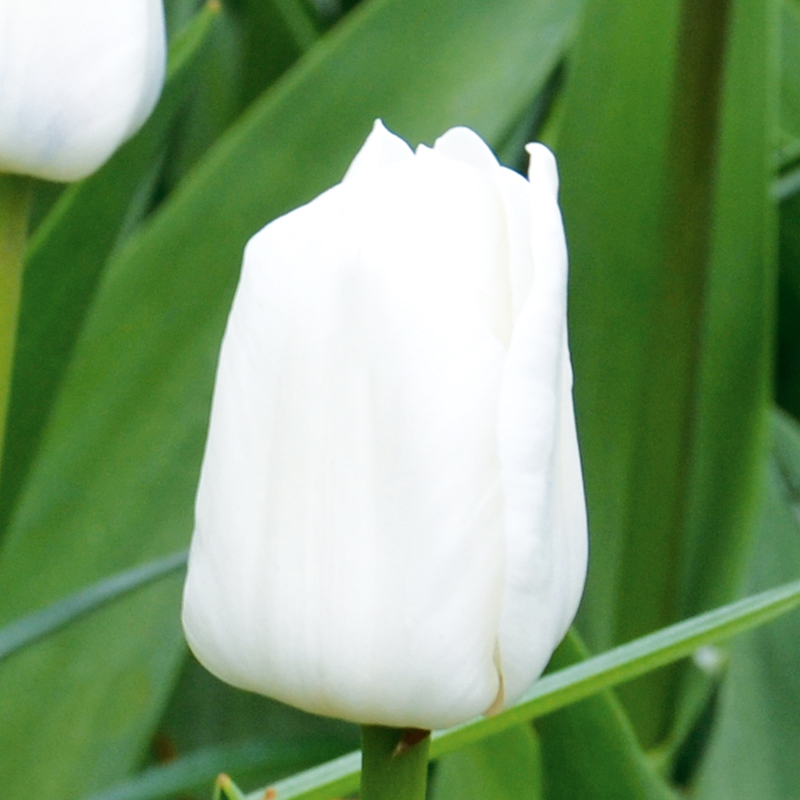 Tulipe Triomphe Royal Virgin