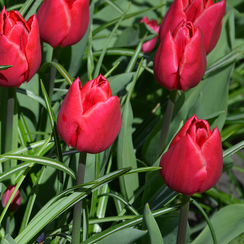 Tulipe Simple Hâtive Christmas Carol