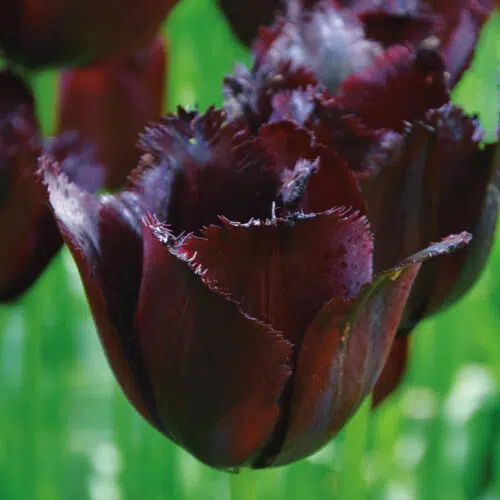 Tulipe Dentelle Vincent Van Gogh