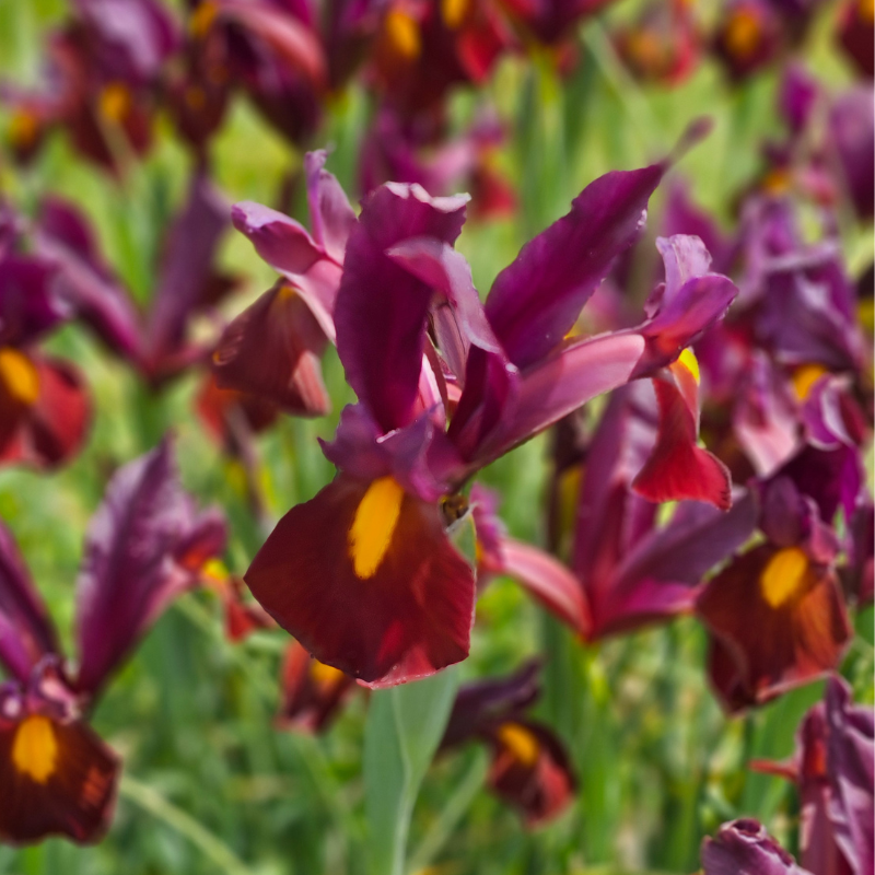 Iris hollandica Red Ember