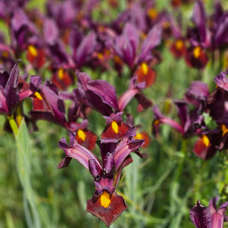 Iris hollandica Red Ember