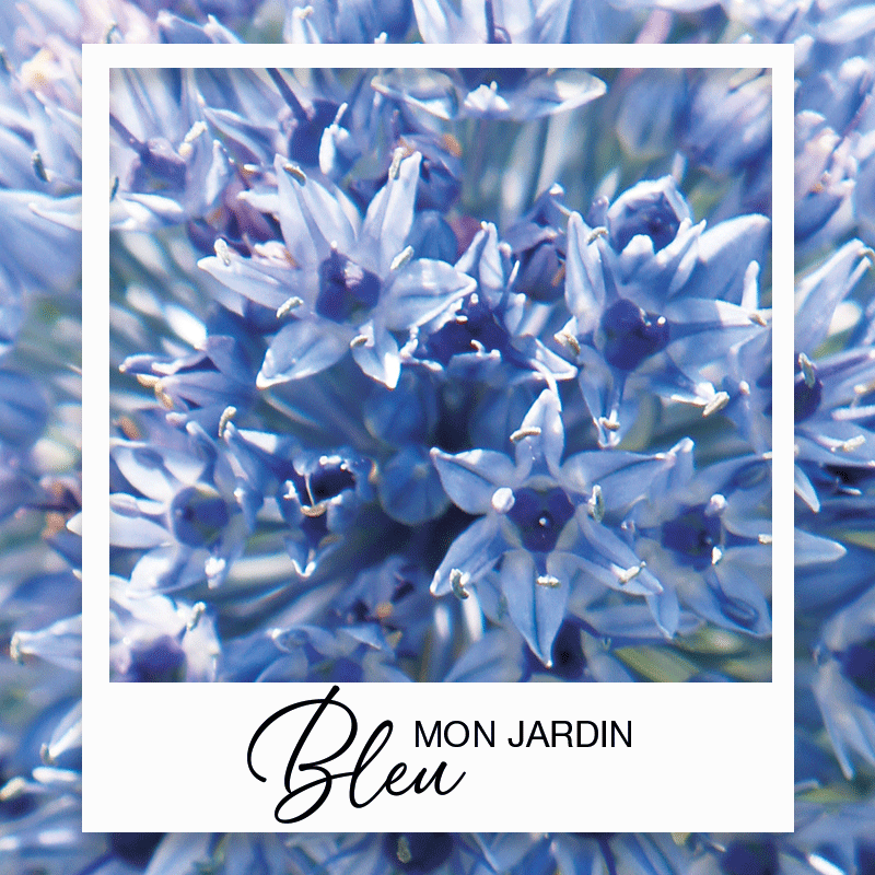 mon-jardin-bleu