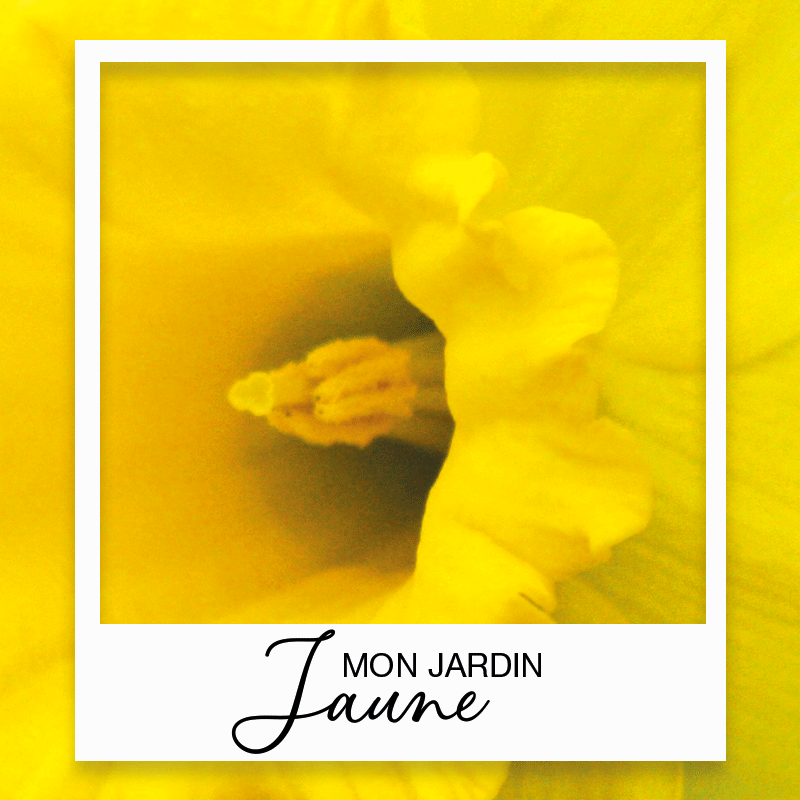 Collection Jardin Jaune