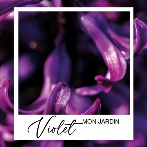 mon-jardin-violet