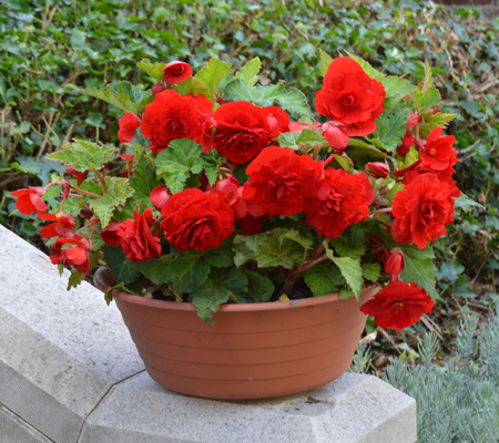 Bégonia double rouge