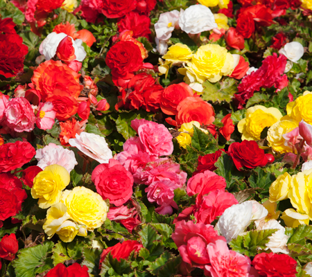 Bégonia double varie