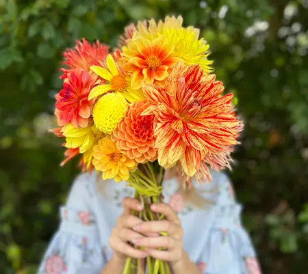 Bouquet de dahlias