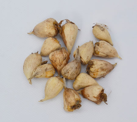 Freesia bulbes conseils et plantation