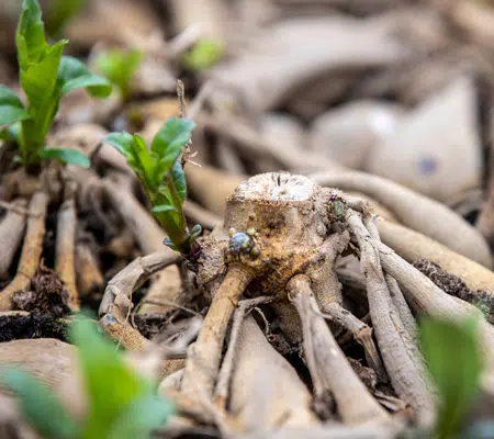 Tubercule de dahlia : conseils et plantation