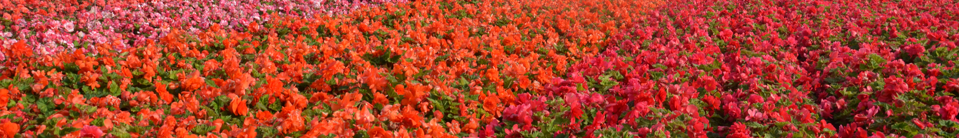 Champs de bulbes de bégonias