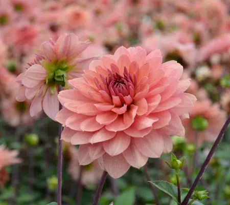 Dahlia Château de la Bourdaisière : conseils et plantation