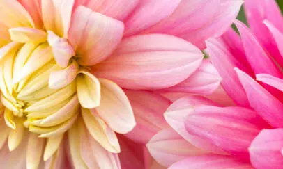 Dahlia : plantation et culture