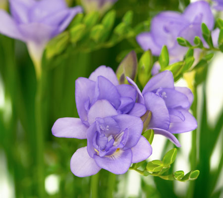 Freesia bleu conseils et plantation
