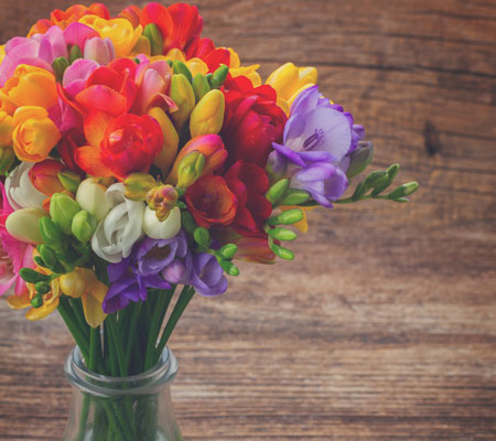 Freesia conseils et plantation