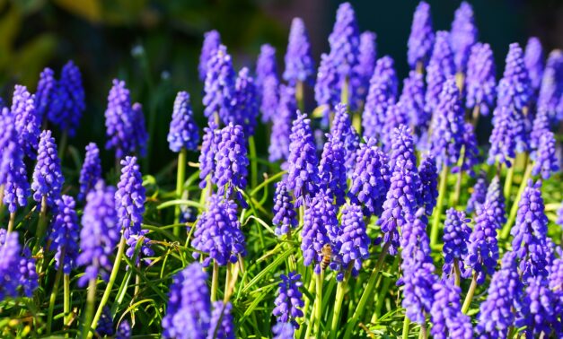 Muscaris : Plantation et conseils de culture