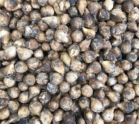 Muscaris bulbes : conseils et plantation