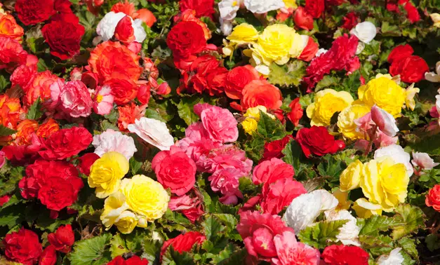 Bégonias variés en massifs