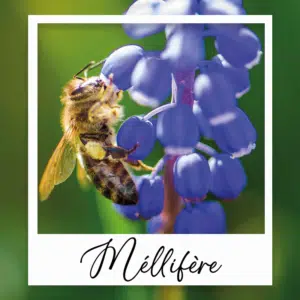 Collection Mellifère