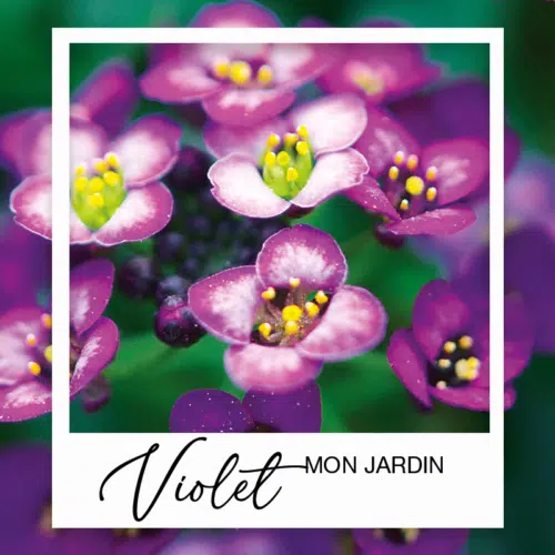 Collection été Jardin Violet