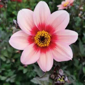 Dahlia Nain Simple Sevilla