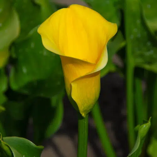 Arum Summer Sun