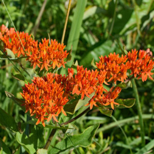 Asclepias tuberosa