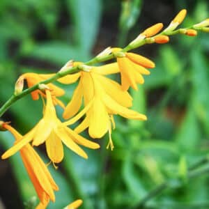 crocosmia suzanna fleurs jaunes