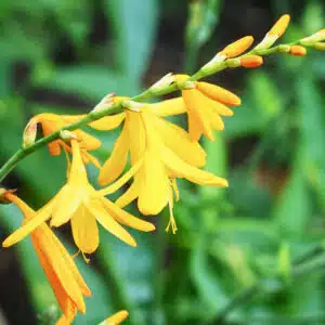 crocosmia suzanna fleurs jaunes