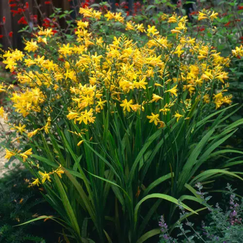 Crocosmia Suzanna
