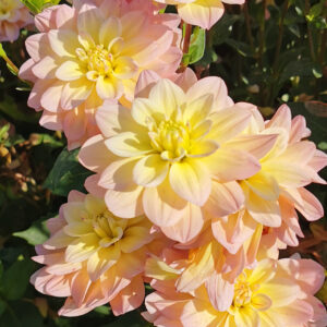 Dahlia Buisson Vallée de la Loire