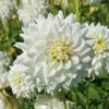 Dahlia décoratif Princesse Palatine
