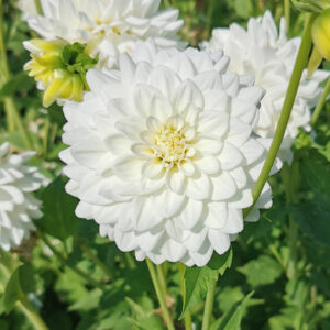 Dahlia Princesse Palatine