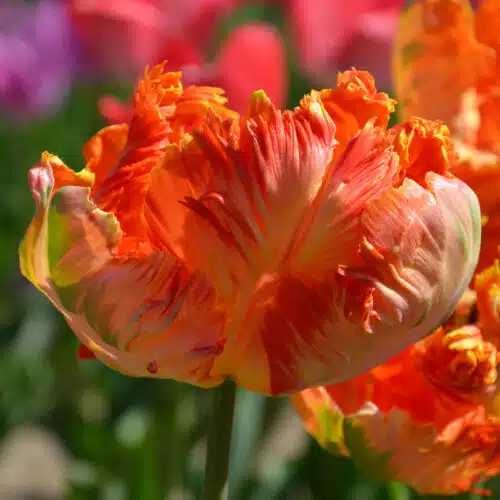 Tulipe Flower Power