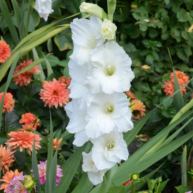 10 Bulbes Glaïeul Ivory Priscilla - Fleurs Blanc Ivoire Géantes (100-150 Cm) Pour L'été