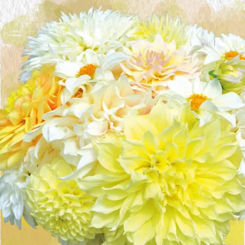 Assortiment de dahlias - Les Blancs d'été