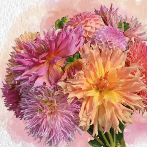 Assortiment de dahlias - Les Rosés d'été