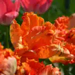 Tulipe Perroquet Flower Power