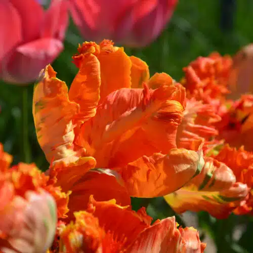 Tulipe Perroquet Flower Power