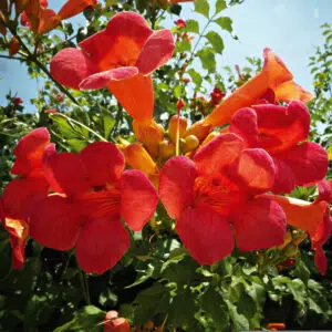 Bignone de Virginie ~ Campsis radicans