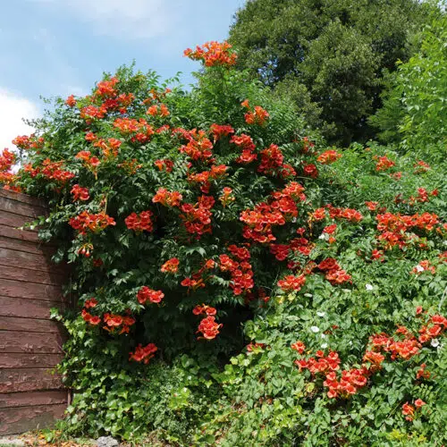Bignone de Virginie ~ Campsis radicans