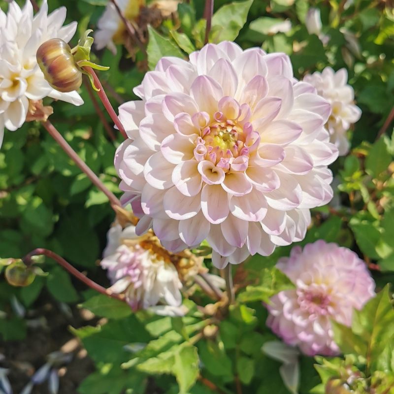 Dahlia décoratif nain La Bohème