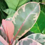 Ficus elastica Ruby