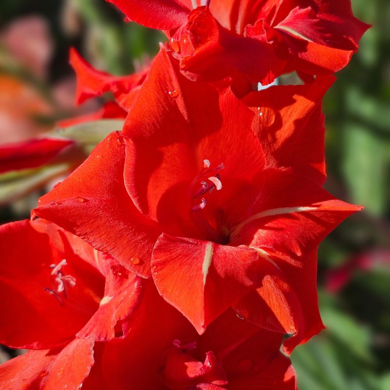 Glaïeul à Grandes Fleurs Advance