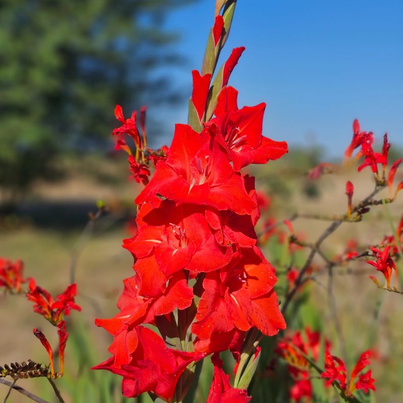 Glaïeul à Grandes Fleurs Advance