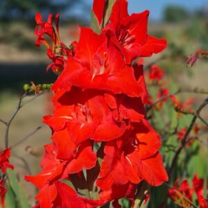 Glaïeul à Grandes Fleurs Advance
