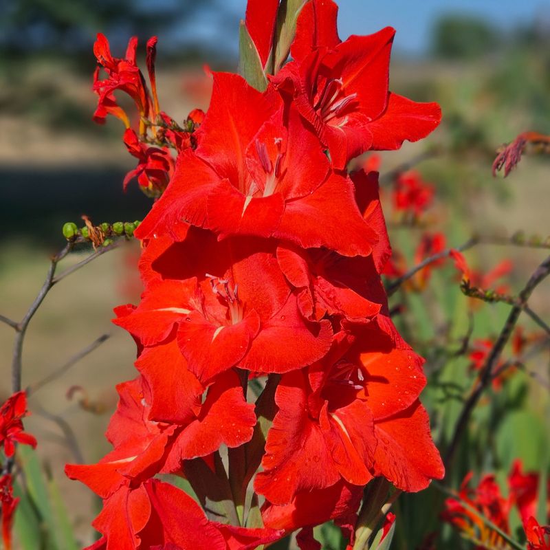 Glaïeul à Grandes Fleurs Advance