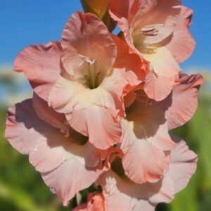 Glaïeul à Grandes Fleurs Karma