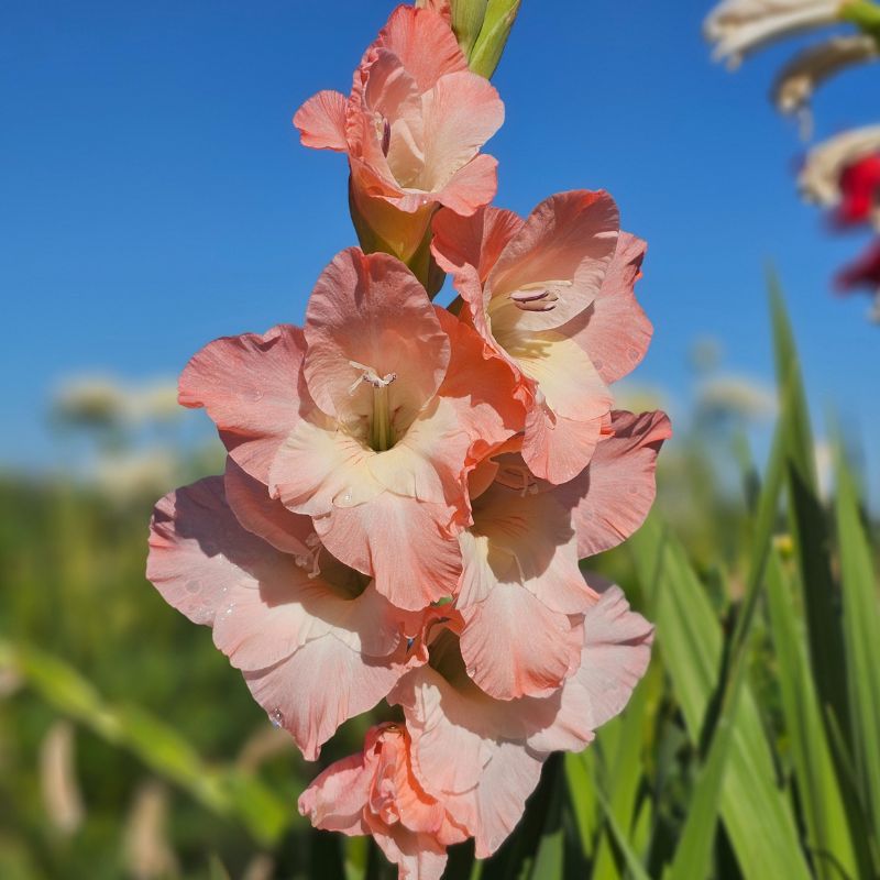 Glaïeul à Grandes Fleurs Karma