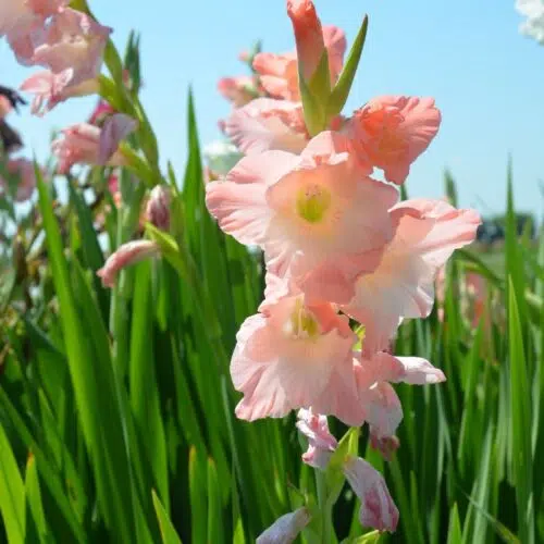 Glaïeul à Grandes Fleurs Karma
